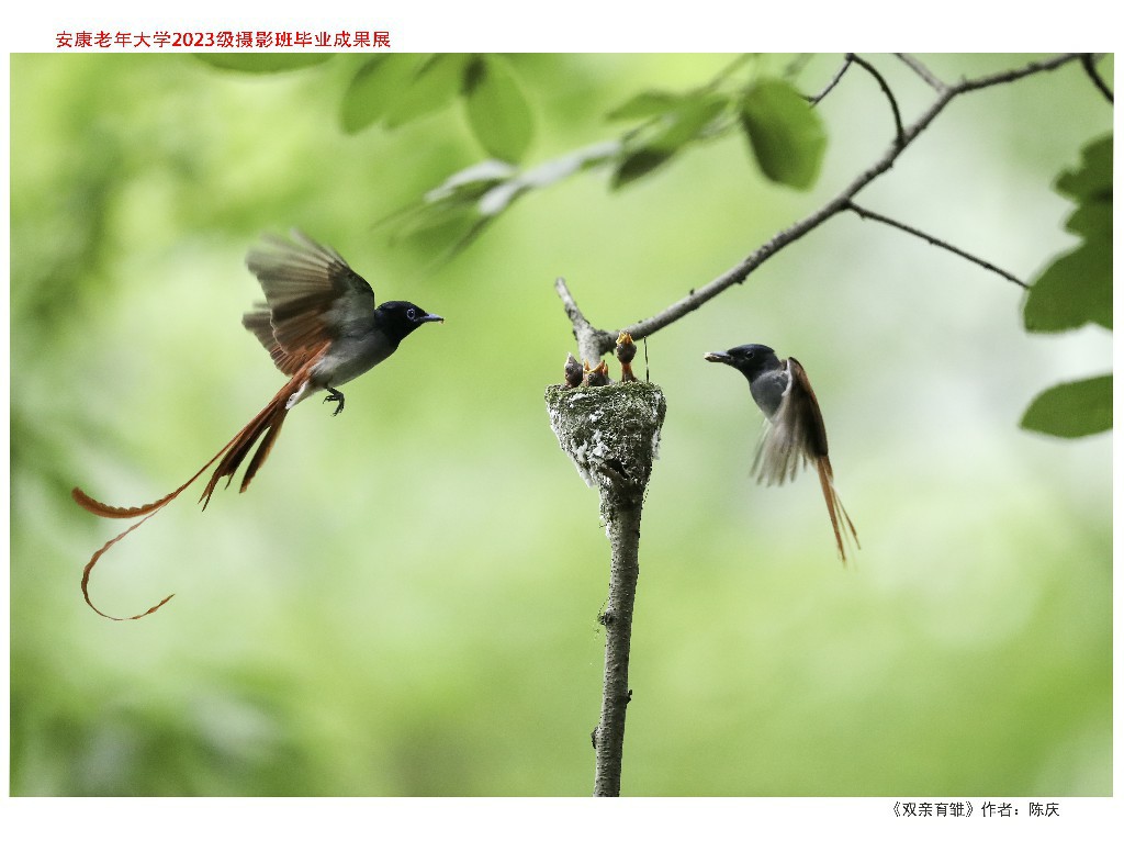 陈庆作品